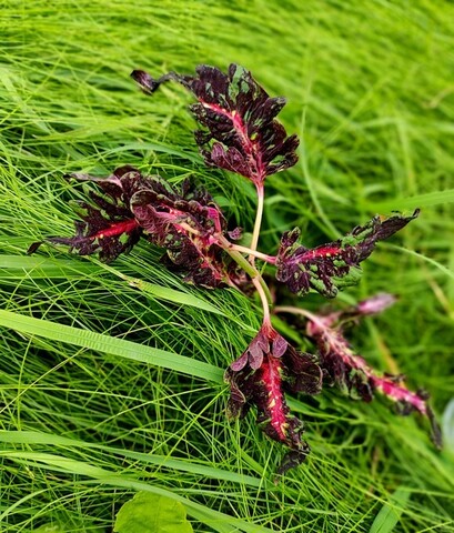 Без названия 01 колеус КСР