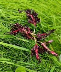 Без названия 01 колеус КСР