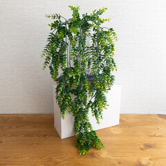 Брусничник свисающий, ампельное растение, цвет зеленый, 75 см, набор 1 шт.