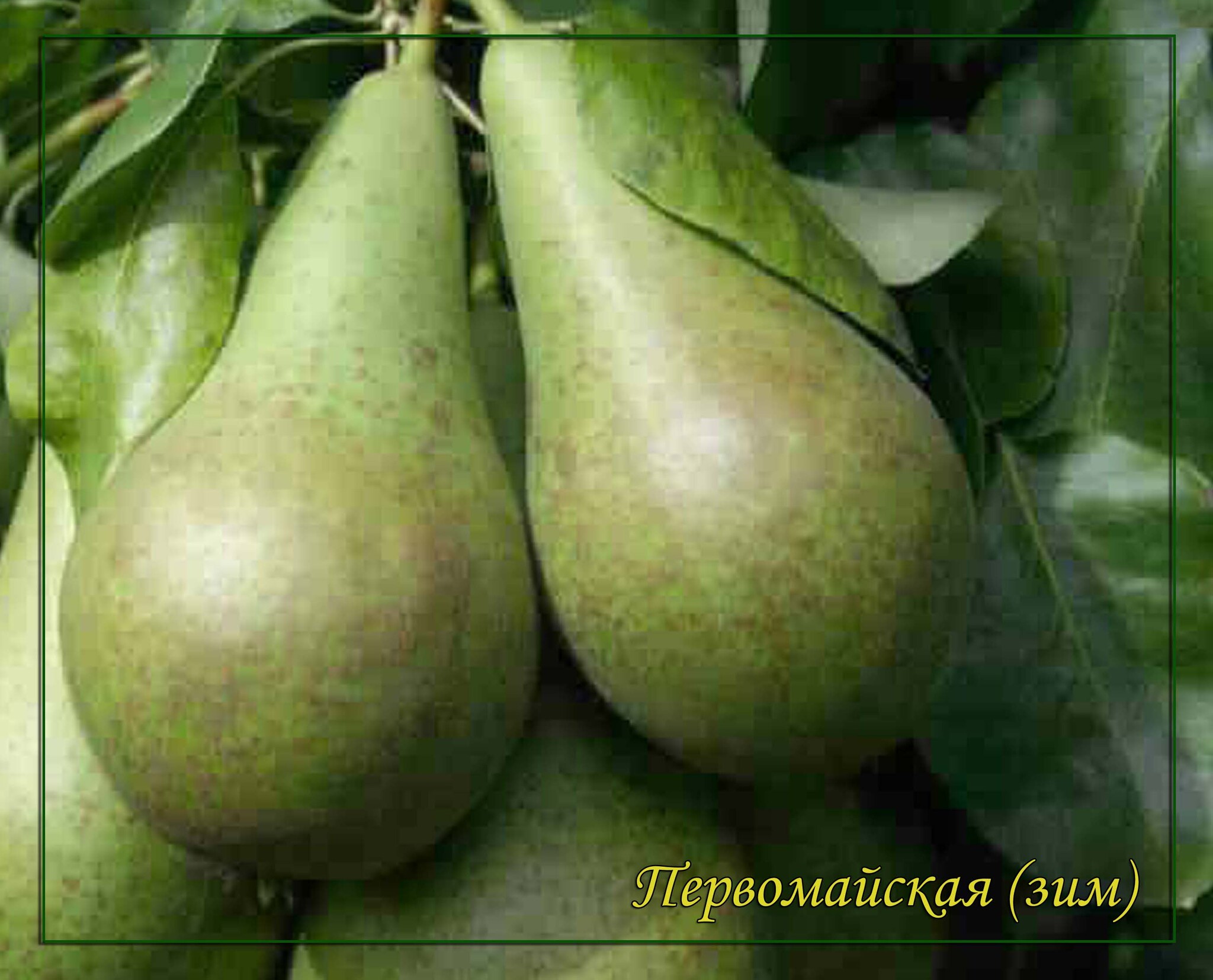 Груша уссурийская. Сорт груши бере зимняя мичурина. Груша обыкновенная. Груша млиевская ранняя. Груша млиевская зимняя.