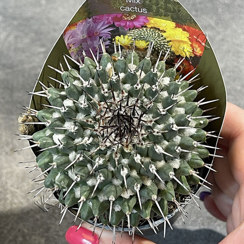 Маммиллярия Семпервиви d7