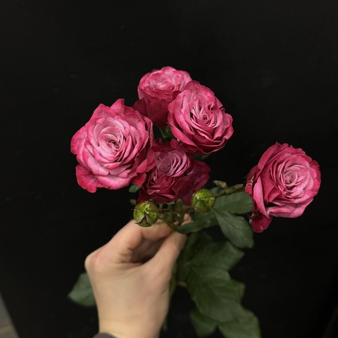 Роза кустовая Kylie 60 см / 1 шт