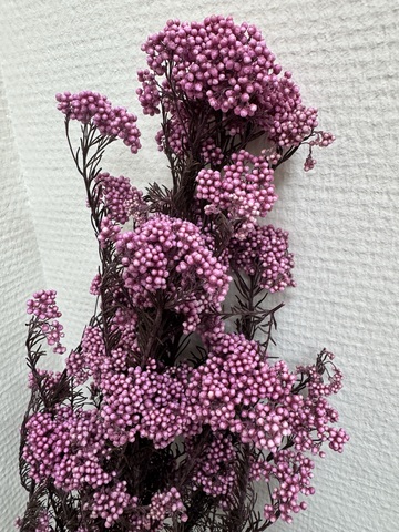 Озотамнус стаб. Розово-сиреневый