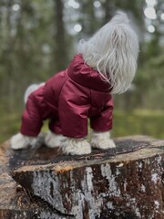 Зимний комбинезон для собак (девочка)