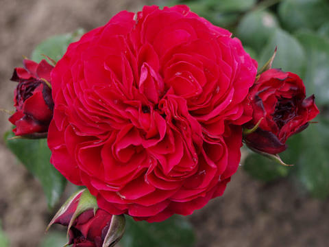 Ред Леонардо да Винчи (Rose Red Leonardo da Vinci)
