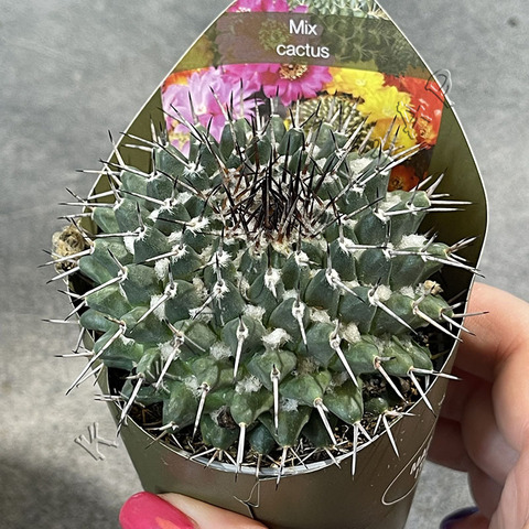 Маммиллярия Семпервиви d7