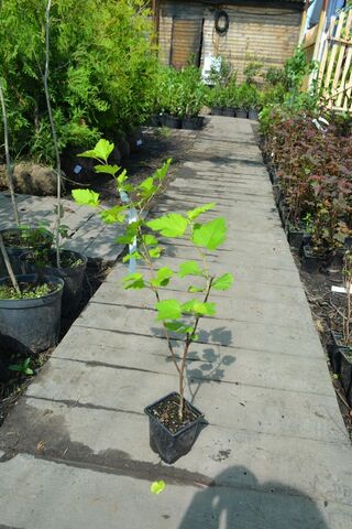 купить пузыреплодник