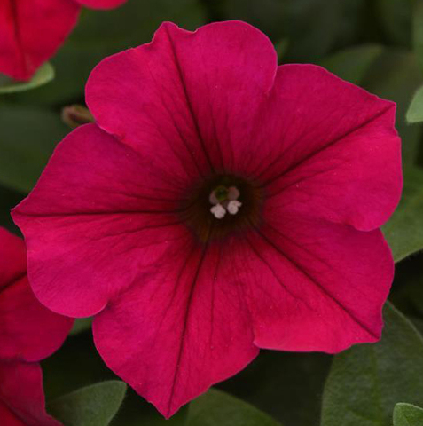 S5777 Петуния ампельная Wave Purple Classic 5шт.