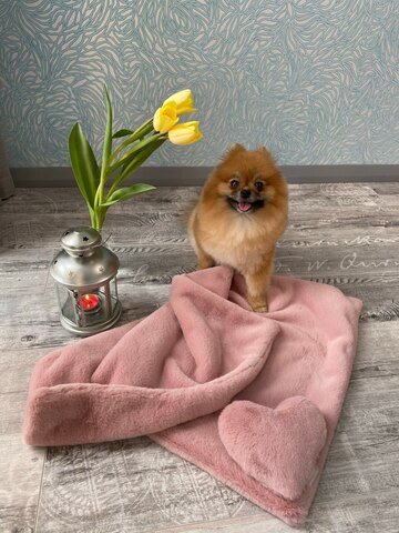 8203 MD Невероятно мягкий плед PREMIUM пыльно-розовый, мягкий МЕХ "Furry Heart Blanket" 50х70 см в лежанку/ сумку/ в переноску/ в дорогу