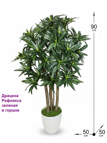 Драцена Рефлекса зеленая 90см в горшке