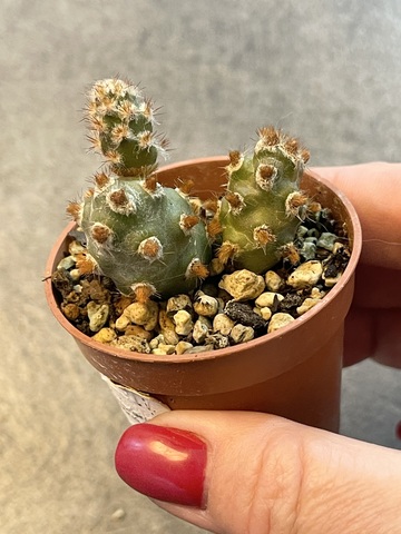 Тефрокактус Молинензис Ред Глохид