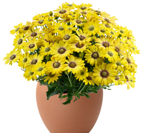 27105 Остеоспермум BESTIES Cheerful Gold (Весна 2026)