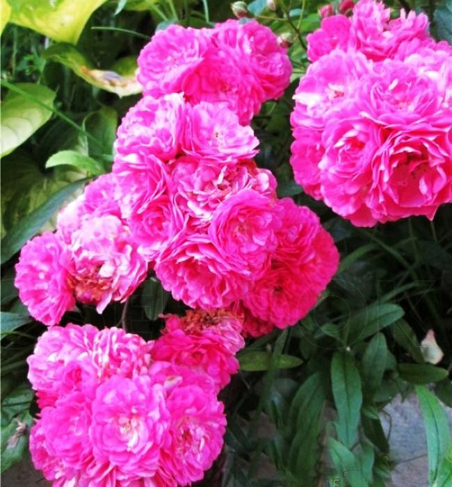 Роза почвопокровная Фейри Чангелинг - купить по выгодной цене | Altay ...