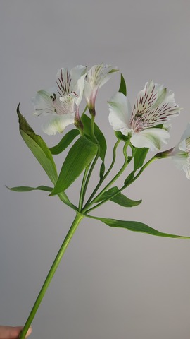 Альстромерия Tessa White Himalaya