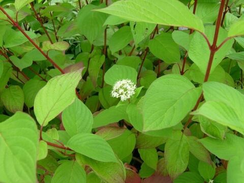 Дерен белый Сибирика в питомнике Фавн