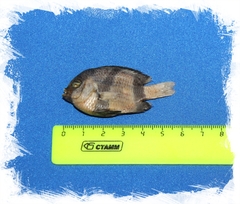 Рыбка Капал