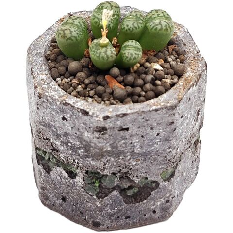 Суккулент Конофитум EnjoyPlants 556404