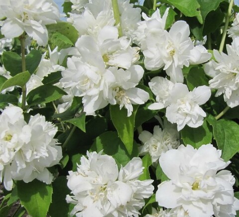 Чубушник (Жасмин садовый) Шнеештурм