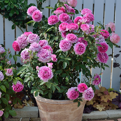 Шахерезада( Sheherazade)