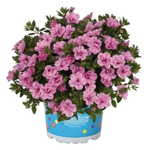 19297 Калибрахоа Aloha Double Soft Pink (Весна 2026)