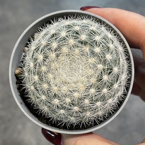 Маммиллярия Белоснежная d7