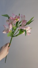 Альстромерия Tessa Pink Primadonna