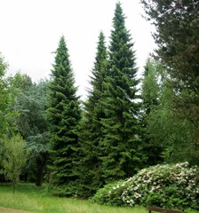 Семена Ель сербская picea omorika