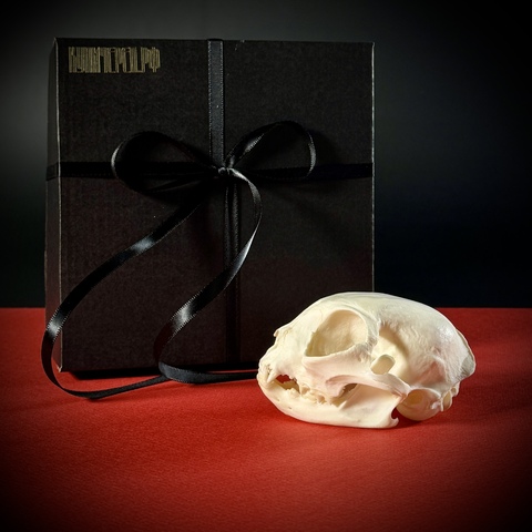 Череп кота в подарочной коробке