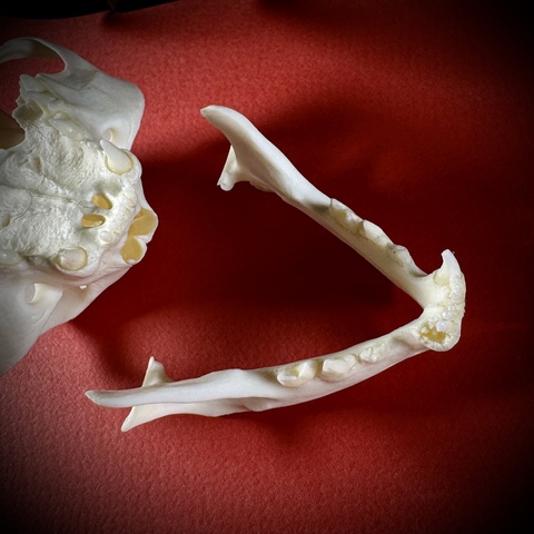 Череп кота в подарочной коробке