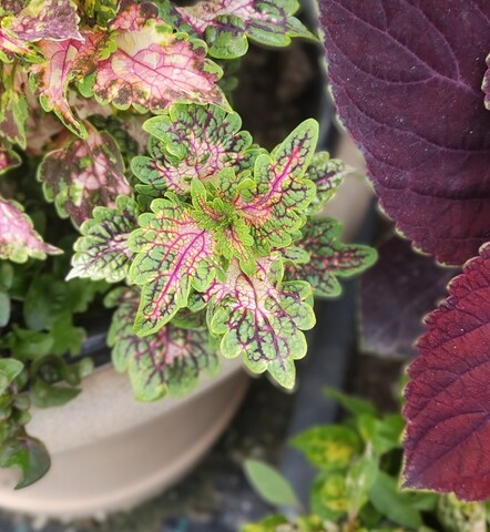 Берег грез UO колеус КСР