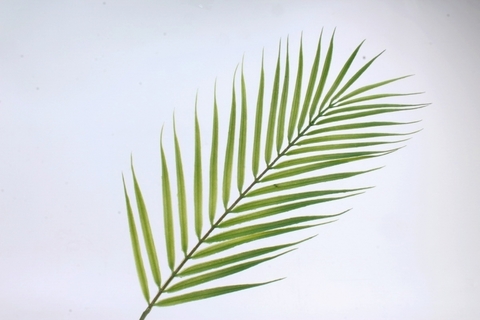 Искусственное растение, Лист Пальмы, 60 см, 1 шт.