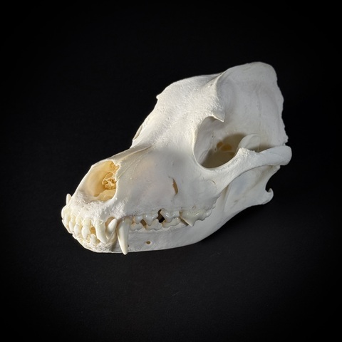 Череп собаки