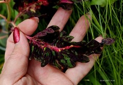 Без названия 01 колеус КСР