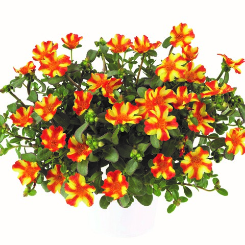 7522 Портулак PAZZAZ NANO Orange Twist (Весна 2026)