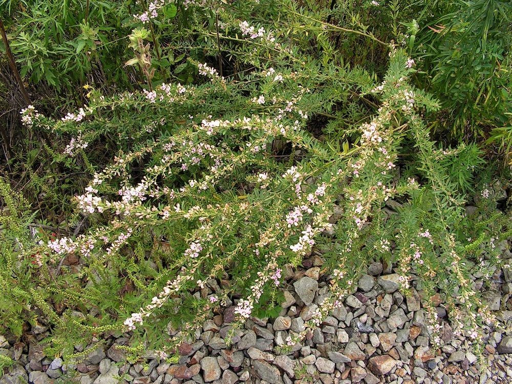 Леспедеца копеечниковая. Lespedeza juncea. Леспедеца ситниковая. Леспедеца двуцветная.