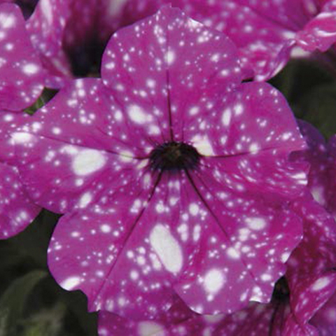 32341 ПЕТУНИЯ STARTUNIA VIOLET