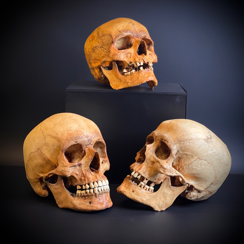 НАБОР ЧЕРЕПОВ (анатомические модели)
