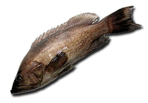 Групер охлаждённый~1.5кг