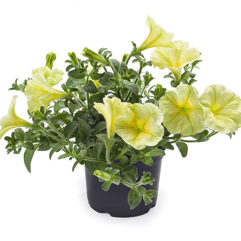 32223 Петуния TEA YELLOW (ВЕСНА 2025)