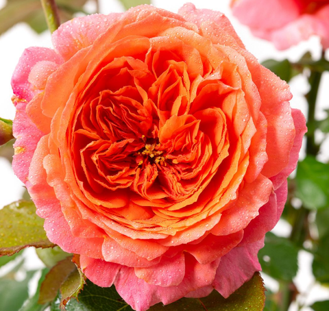 Роза чайно-гибридная Амур де Молен