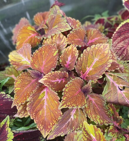 Весенний подарок UO колеус КСР