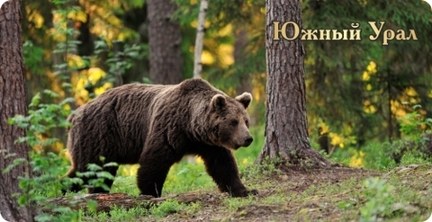 Урал Сувенир - Кружка Южный Урал №0005 Идущий медведь