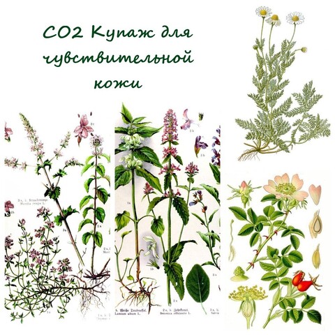 СО2 Купаж для чувствительной кожи 15 гр