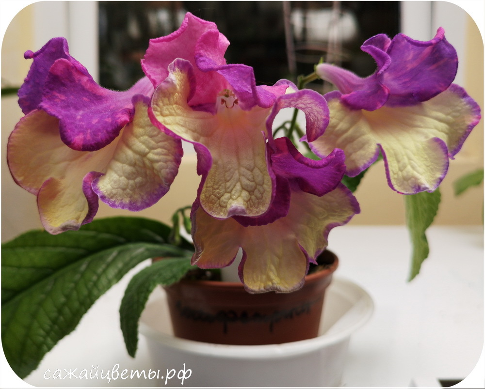 Стрептокарпус дикая орхидея фото и описание