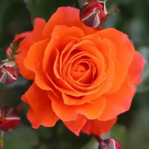 Фор Ю, Уиз Лав(For You, With Love)