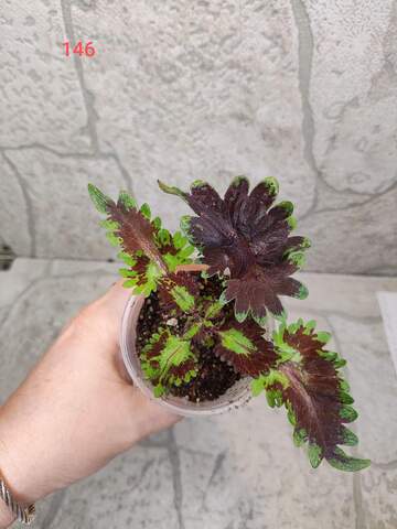 Amethyst Cascade Тай колеус