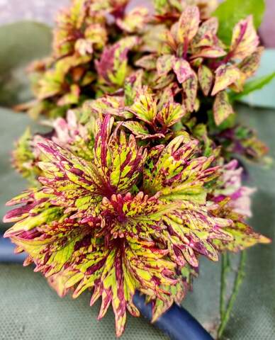 Vendela Тай колеус КСР