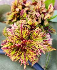 Vendela Тай колеус КСР