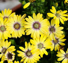 27105 Остеоспермум BESTIES Cheerful Gold (Весна 2026)