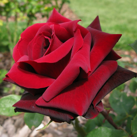 Ля Роз Месьё (Rosa La Rose Monsieur)